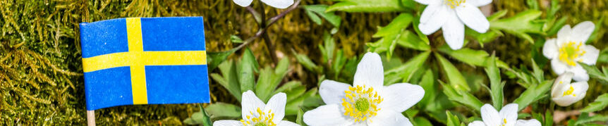 55913310 - wild spring flowers in swedish forest